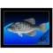 دانلود برنامه Aquarium 4K نسخه 1.0.3
